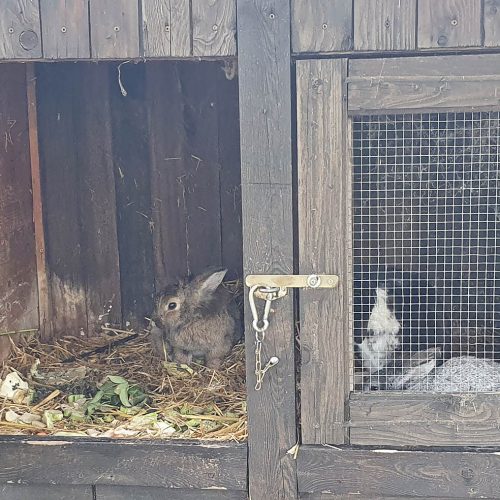 Hastenstall mit Kaninchen