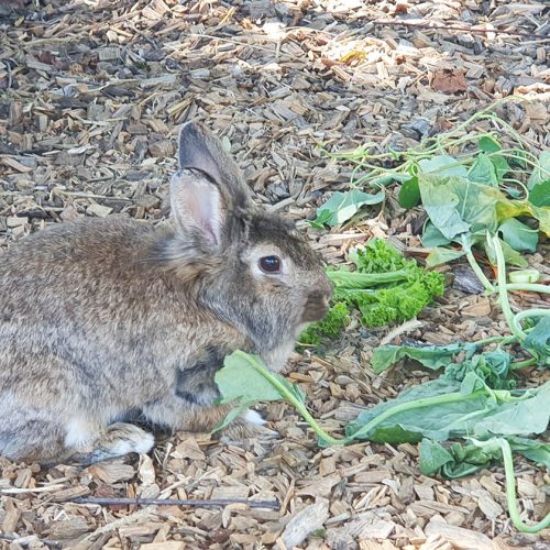 Kaninchen beim Knabbern