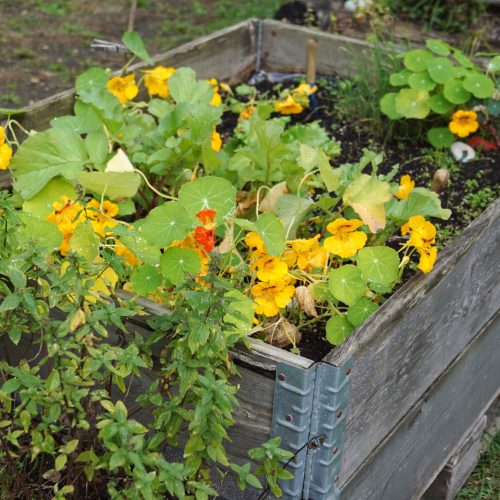 Hochbeet der Kita mit verschiedenen Pflanzen bzw. Kräutern