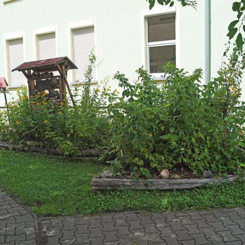 Unsere Naschsträucher