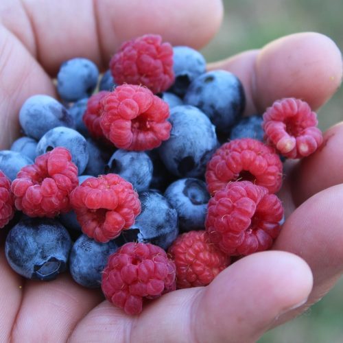 Beeren zum Naschen