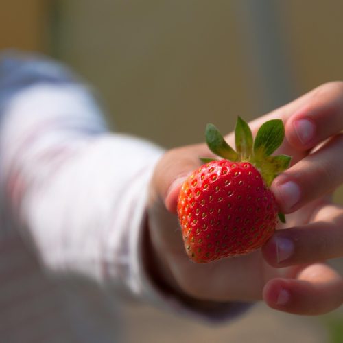 Wir lieben Erdbeeren