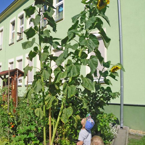 Sonnenblumen