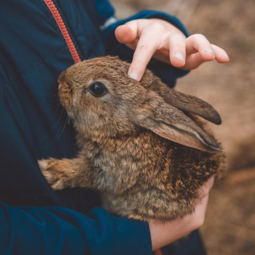 Kind streichelt ein Kaninchen